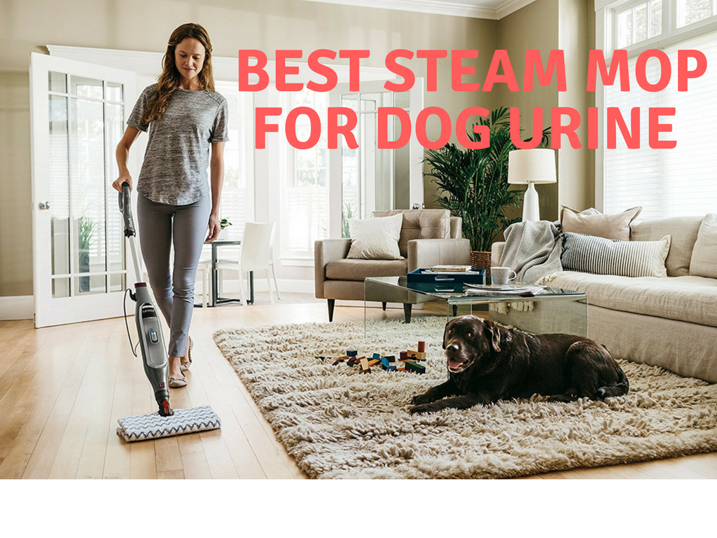 mop solution for dog urine